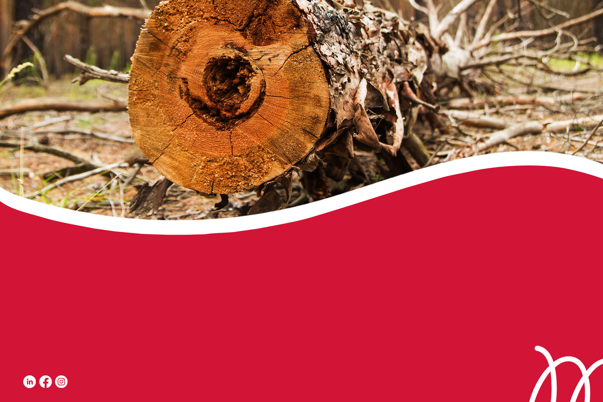 Moudon patrimoine arboré