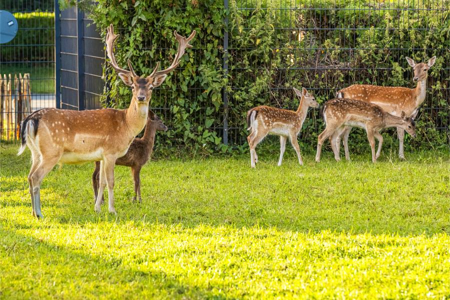 Moudon parc aux biches